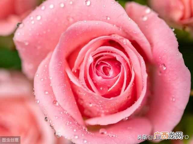 蓝玫瑰的含义？玫瑰花语大全 蓝玫瑰花语