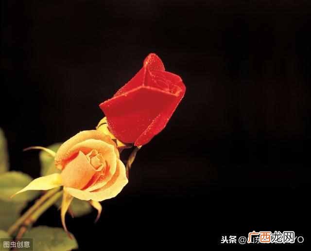 蓝玫瑰的含义？玫瑰花语大全 蓝玫瑰花语