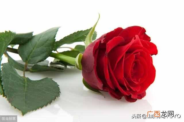 蓝玫瑰的含义？玫瑰花语大全 蓝玫瑰花语