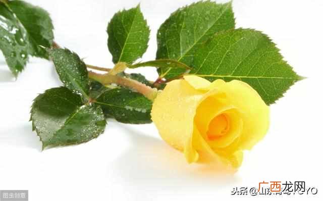 蓝玫瑰的含义？玫瑰花语大全 蓝玫瑰花语