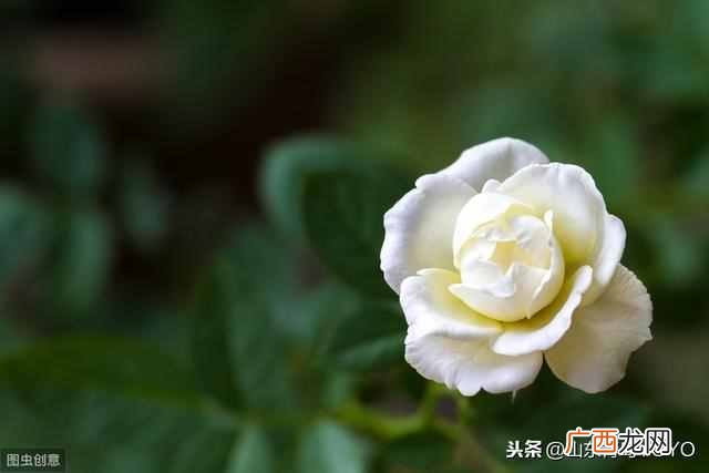 蓝玫瑰的含义？玫瑰花语大全 蓝玫瑰花语