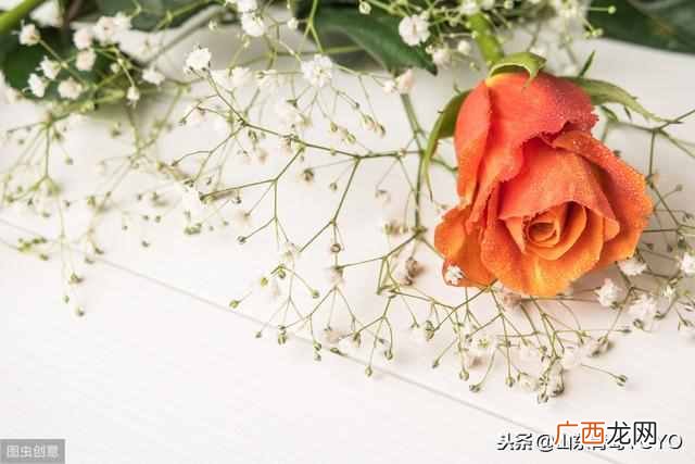蓝玫瑰的含义？玫瑰花语大全 蓝玫瑰花语