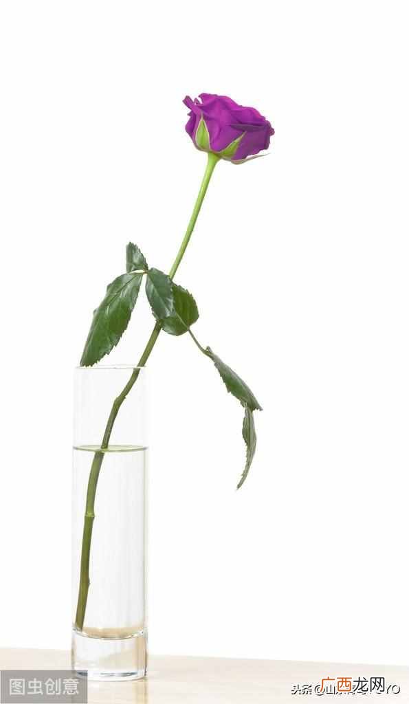 蓝玫瑰的含义？玫瑰花语大全 蓝玫瑰花语
