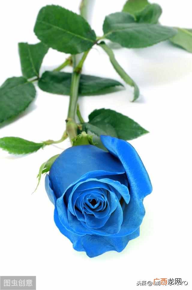 蓝玫瑰的含义？玫瑰花语大全 蓝玫瑰花语