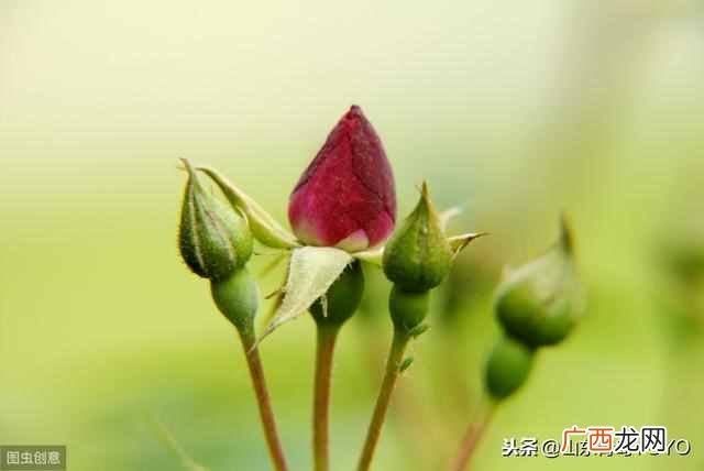蓝玫瑰的含义？玫瑰花语大全 蓝玫瑰花语