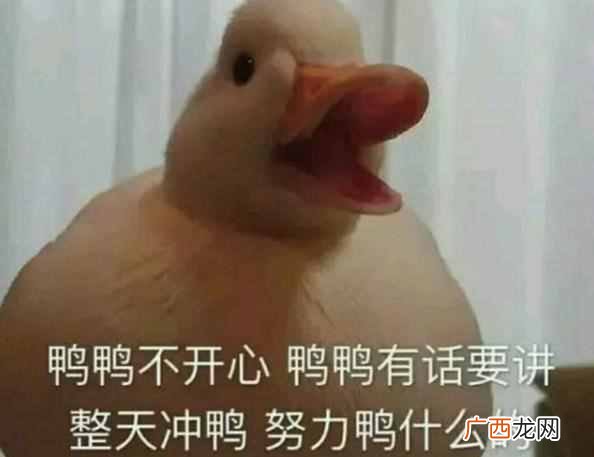 duck是什么意思？duck不必什么意思什么梗