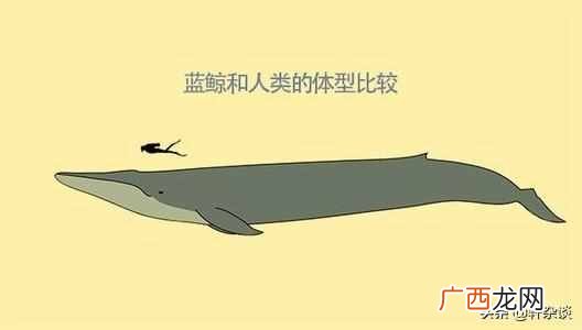 从古到今最大的动物是什么？从古至今世界上最大、最重的动物