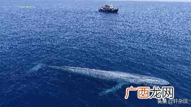 从古到今最大的动物是什么？从古至今世界上最大、最重的动物