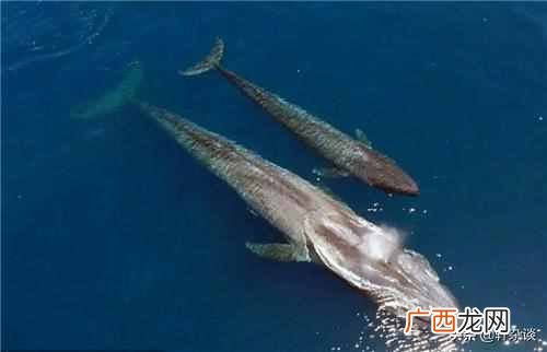 从古到今最大的动物是什么？从古至今世界上最大、最重的动物