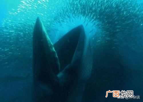 从古到今最大的动物是什么？从古至今世界上最大、最重的动物