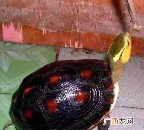 乌龟肺炎怎么治？乌龟绝症—肺炎的治疗介绍
