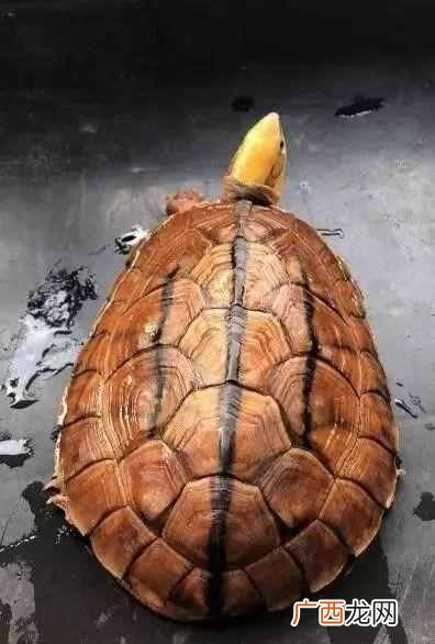 乌龟肺炎怎么治？乌龟绝症—肺炎的治疗介绍