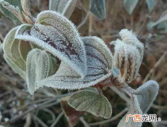 霜降是什么意思？霜降的传统含义解释