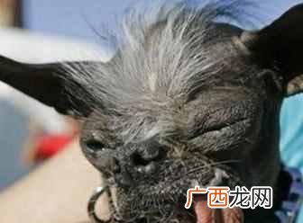 世界上最丑的狗？世界十大最丑的狗