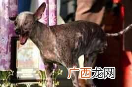 世界上最丑的狗？世界十大最丑的狗