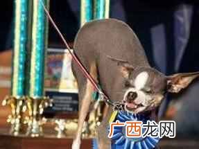 世界上最丑的狗？世界十大最丑的狗