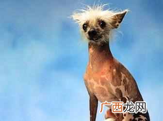 世界上最丑的狗？世界十大最丑的狗