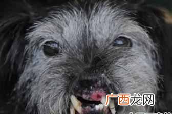 世界上最丑的狗？世界十大最丑的狗