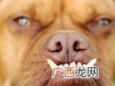 世界上最丑的狗？世界十大最丑的狗
