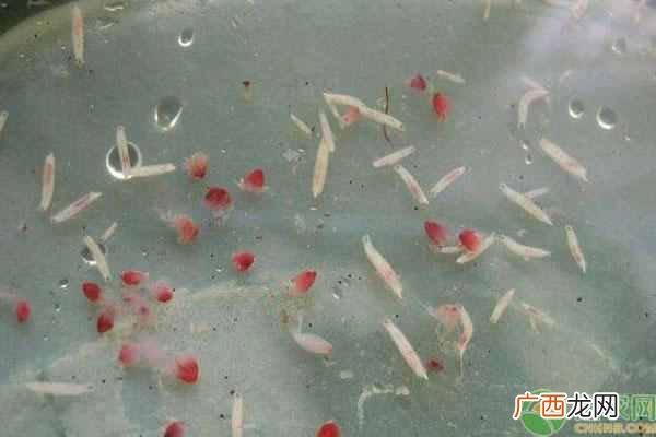 杨梅里有虫子怎么办？三个方法让你快速泡出杨梅虫