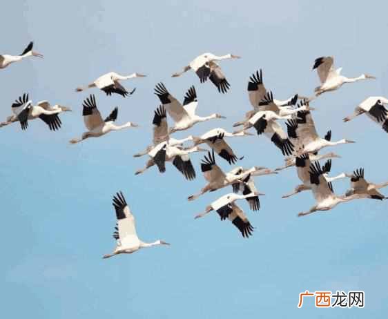 候鸟为什么要迁徙？生物学家：那是因为它们的身体素质实在太差了