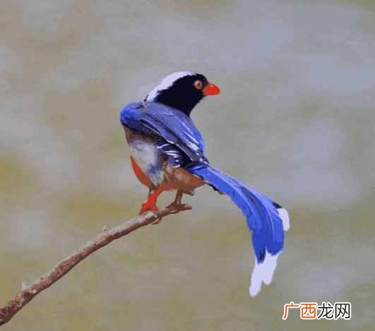 候鸟为什么要迁徙？生物学家：那是因为它们的身体素质实在太差了
