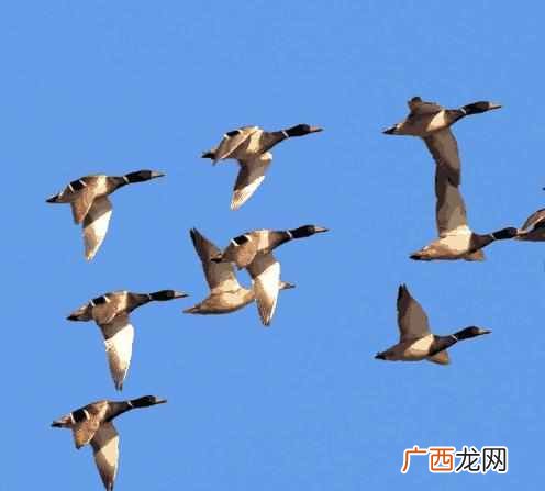 候鸟为什么要迁徙？生物学家：那是因为它们的身体素质实在太差了