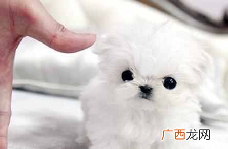茶杯犬的寿命？茶杯犬是正常品种吗