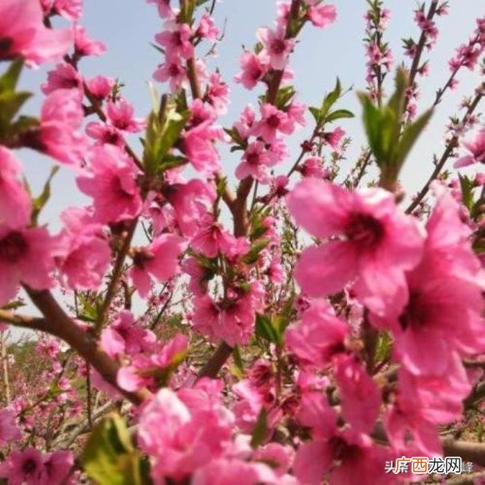描写桃花经典诗词36首 桃花的诗句千古名句