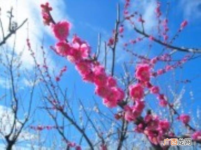 描写桃花经典诗词36首 桃花的诗句千古名句