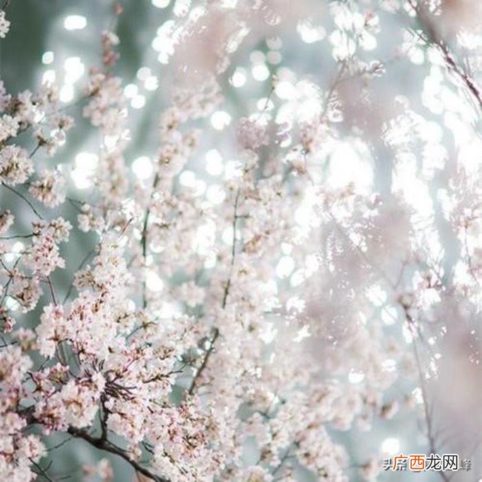 描写桃花经典诗词36首 桃花的诗句千古名句