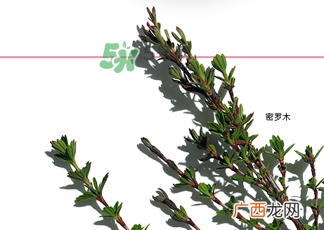 娇韵诗青春赋活日间乳怎么样_多少钱_适合肤质