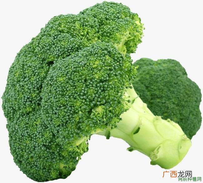 马铃薯什么时候种植