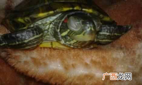 乌龟白眼病怎么办？乌龟白眼怎么治？