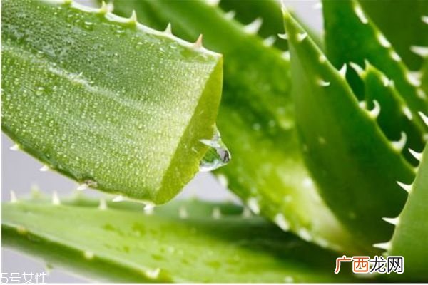 使用芦荟胶会过敏吗如何判断芦荟胶过敏
