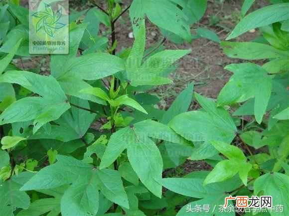 玫瑰茄的功效与作用？敛肺止咳；降血压；解酒—玫瑰茄