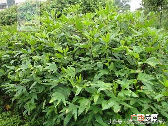 玫瑰茄的功效与作用？敛肺止咳；降血压；解酒—玫瑰茄