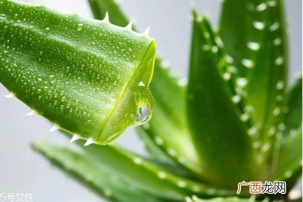 芦荟胶可以吃吗吃芦荟胶会怎样