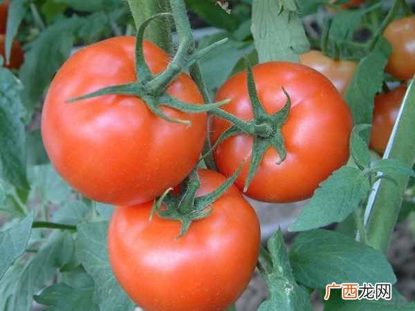 哪些蔬菜营养价值高？？盘点生熟食皆宜3种蔬菜，又可防止过敏，营养