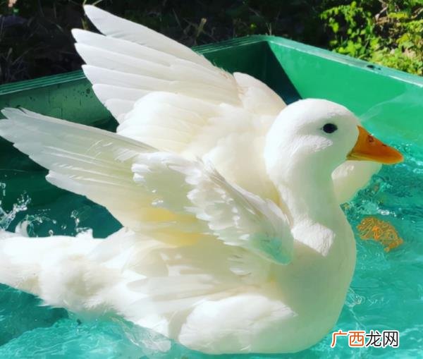 暗示女生处对象的句子，暗示自己已经恋爱的句子