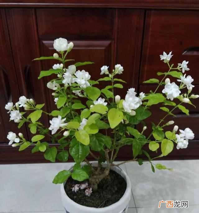 哪些花可以泡茶喝？？5种漂亮花，泡茶特别香，越喝越健康，老中医都