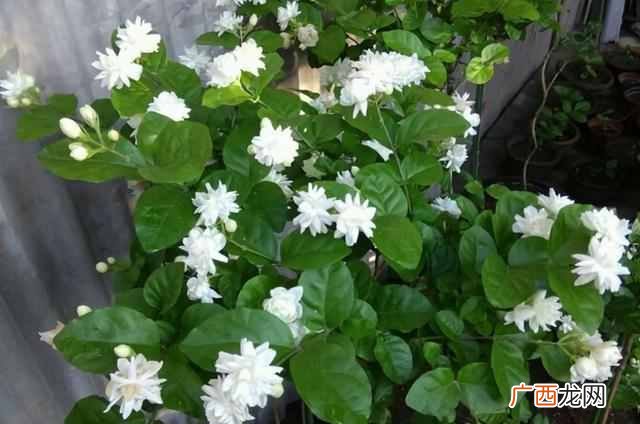 哪些花可以泡茶喝？？5种漂亮花，泡茶特别香，越喝越健康，老中医都