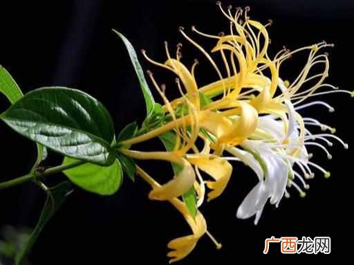 哪些花可以泡茶喝？？5种漂亮花，泡茶特别香，越喝越健康，老中医都