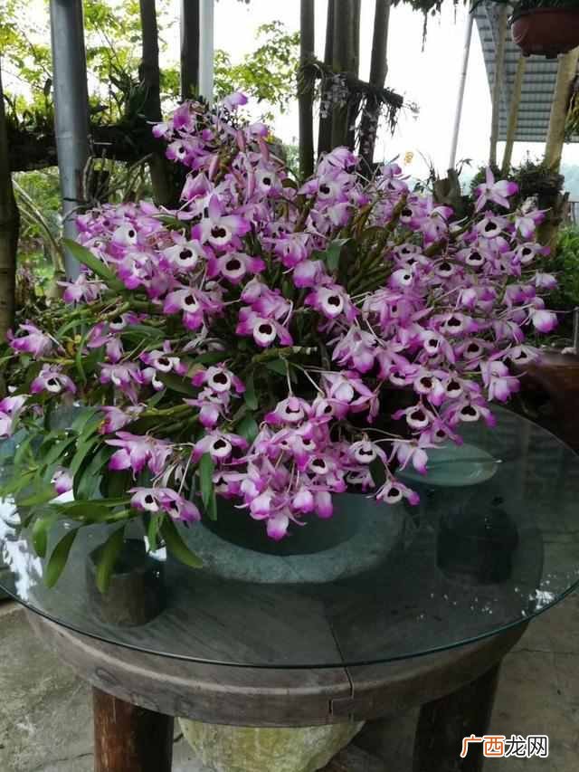 哪些花可以泡茶喝？？5种漂亮花，泡茶特别香，越喝越健康，老中医都