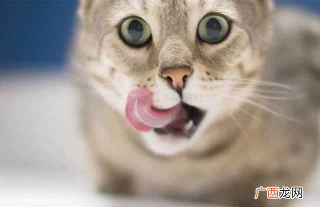 猫为什么喜欢吃鱼？鱼为什么能吸引猫