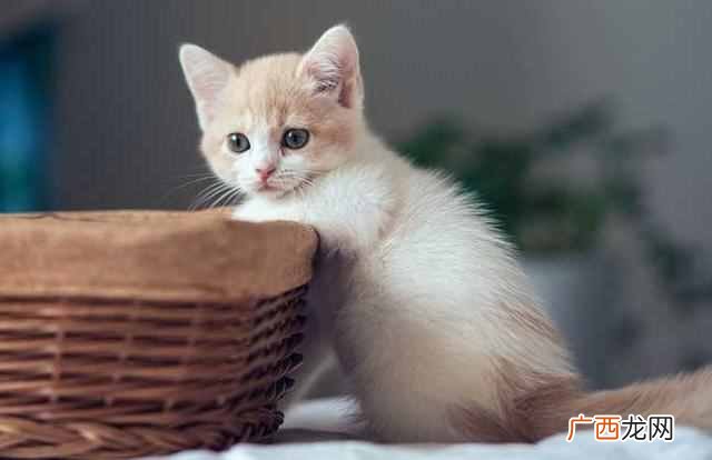 猫为什么喜欢吃鱼？鱼为什么能吸引猫