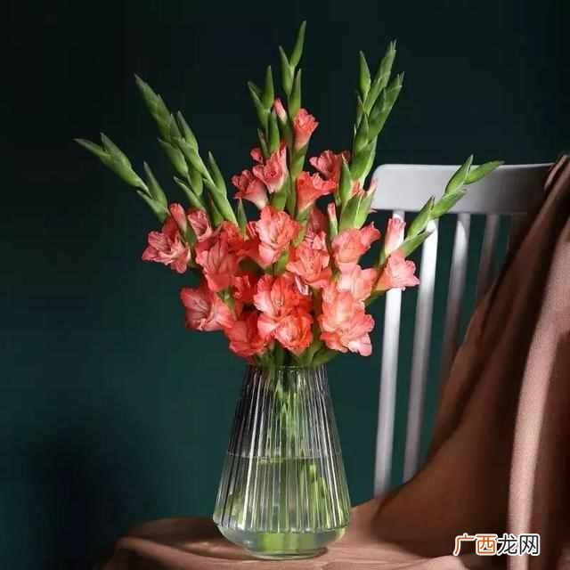 教师节送什么花？教师节，这些花儿送给敬爱的老师们
