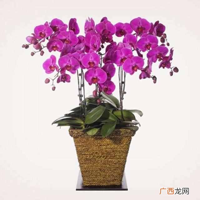 蝴蝶兰的养殖方法？蝴蝶兰正确的栽培养护方法
