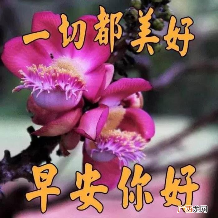 很漂亮的早上好问候唯美图片 充满阳光正能量的图片