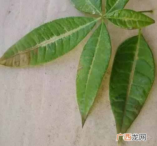树叶为什么会变黄？叶子发黄的3个重要原因！